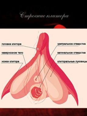 Расположение клиторов