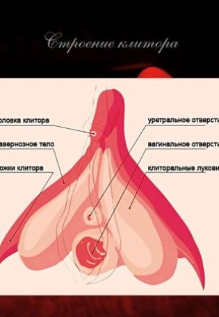 Расположение клиторов