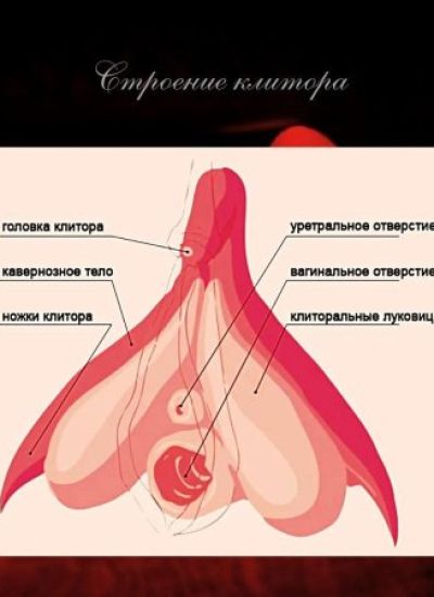 Расположение клиторов
