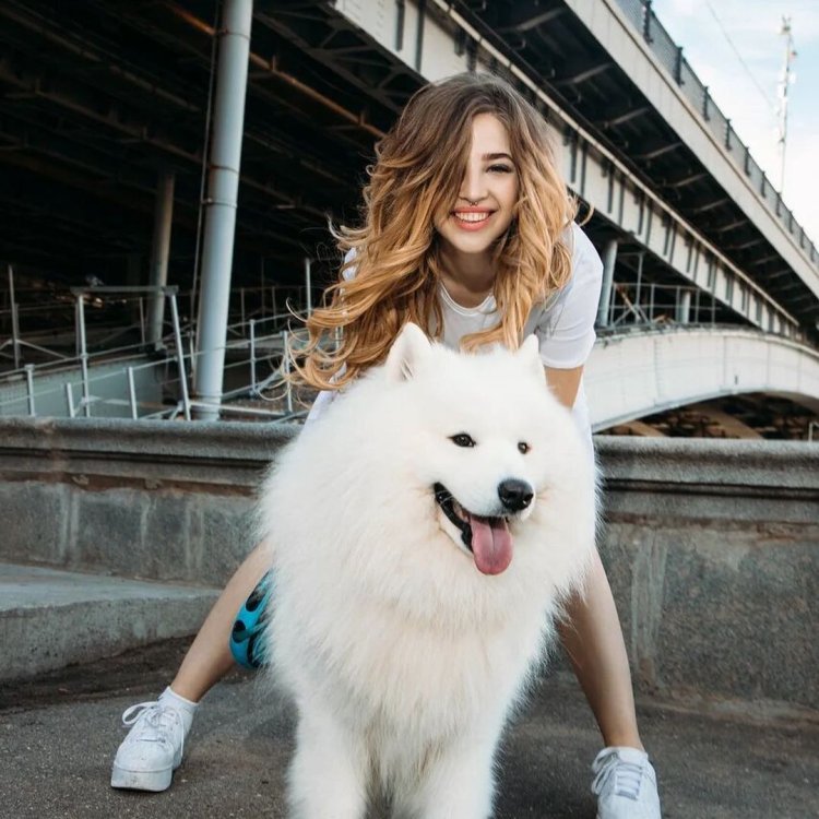 Самоедская лайка