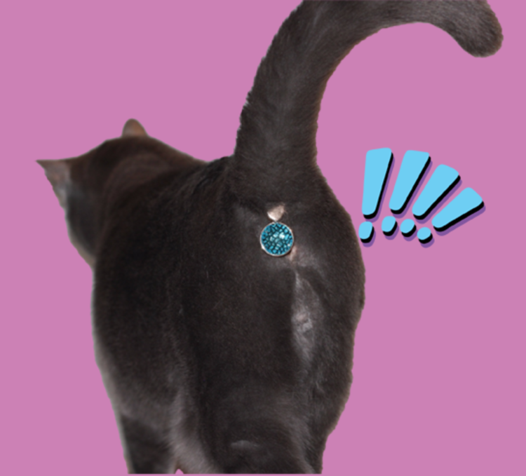 Вокруг шеи Лисьи хвост