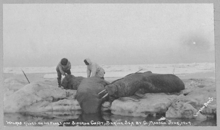 Экспедиция Чукотка яранга