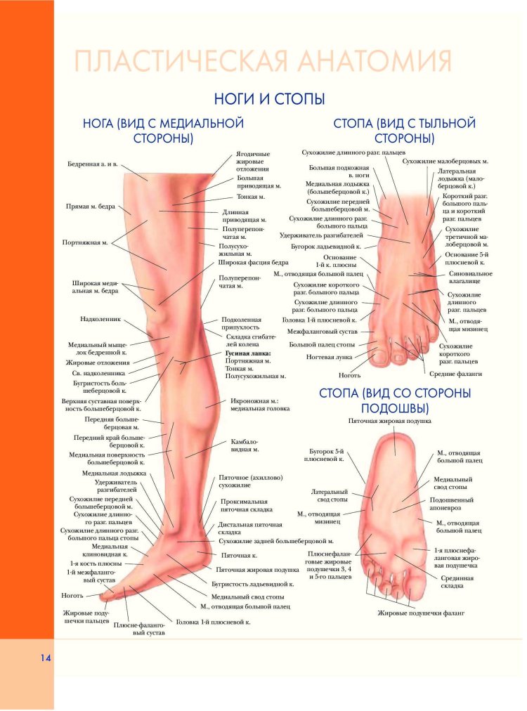 Анатомия стопы человека атлас