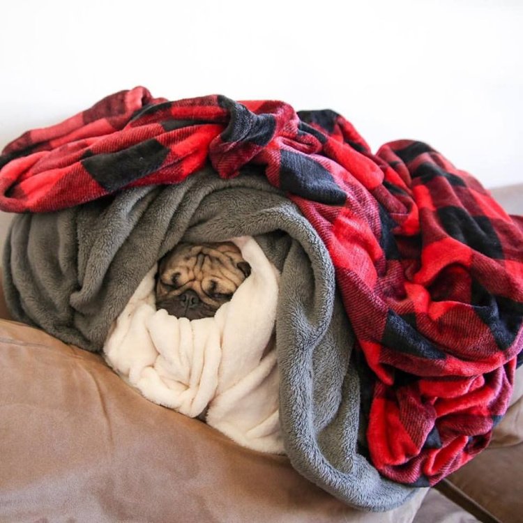 Укутаться в плед