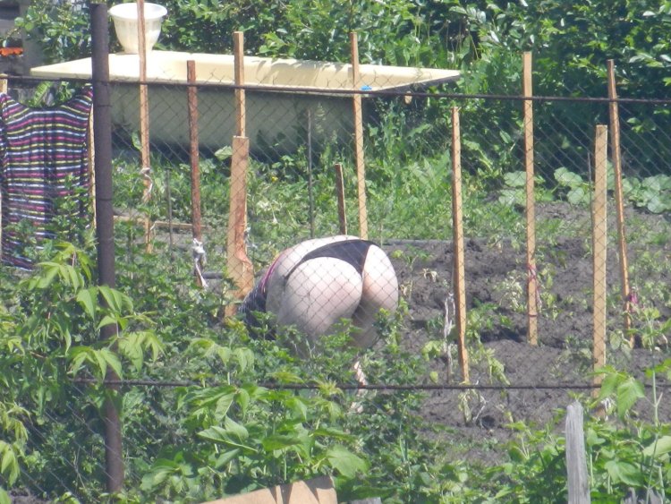 Женские Зады на грядках