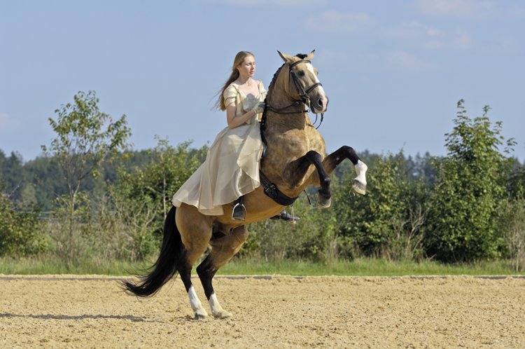 Лошадь скачет