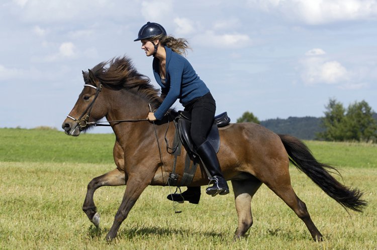 Всадник с лошадью