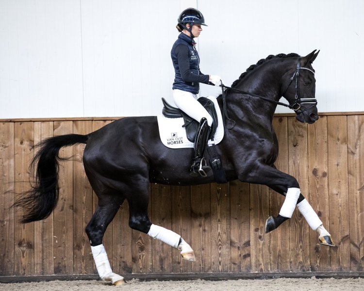 KWPN порода лошадей конкур