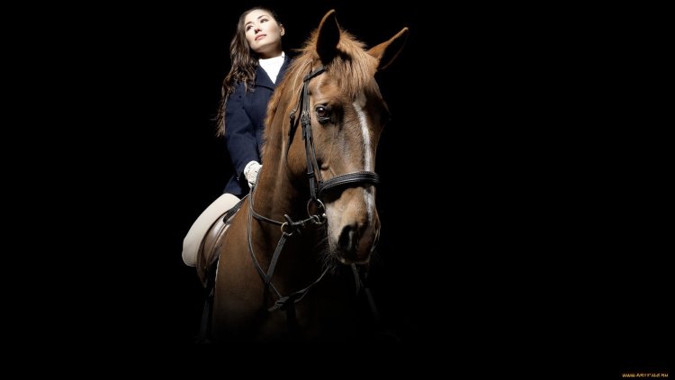 Лошадь на однотонном фоне