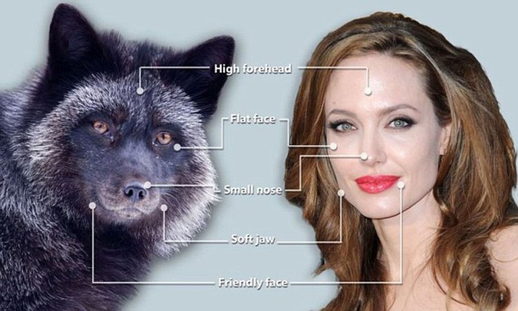 Лисье лицо у девушки