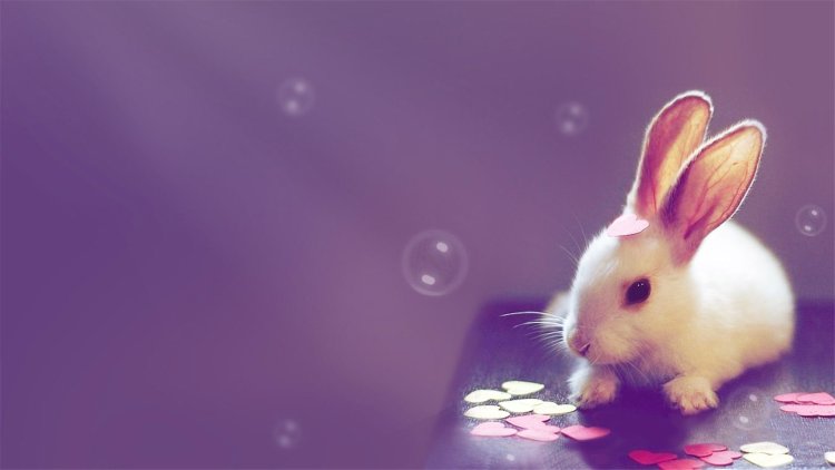 Кролики милые