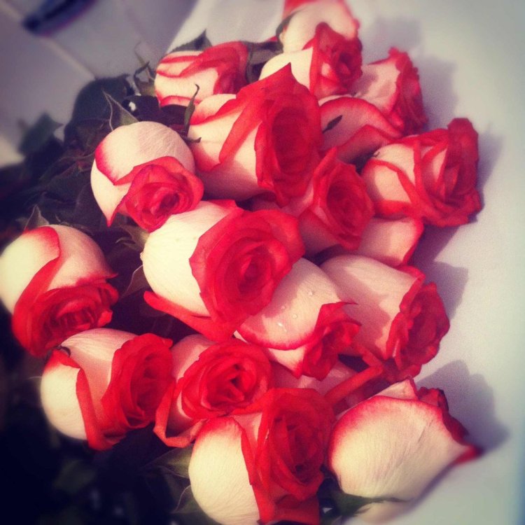 Букет роз на коленях у девушки