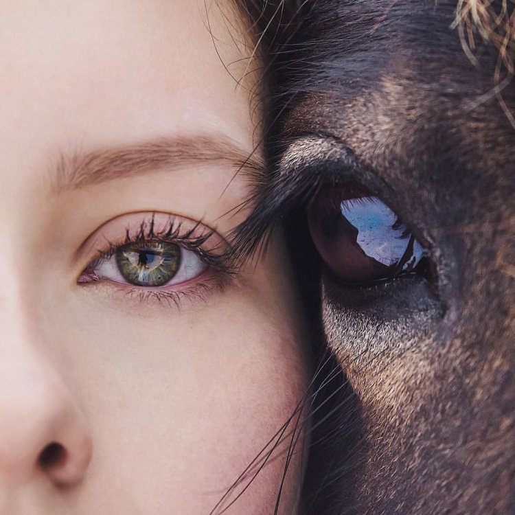 Глаз лошади и девушки