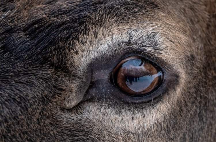 Глаза Северного оленя