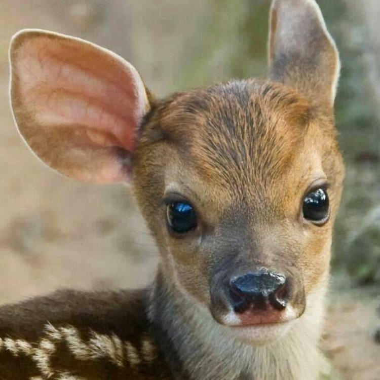 Сибирская косуля детеныш