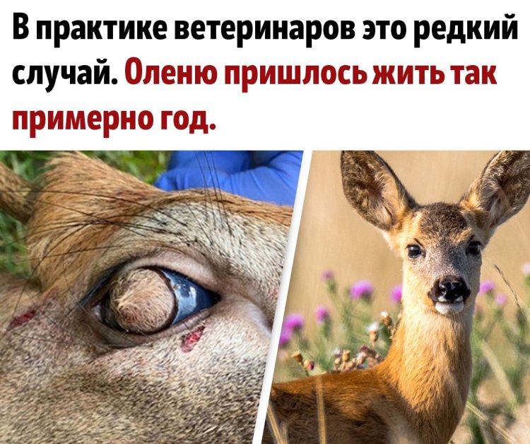 Глаза оленя