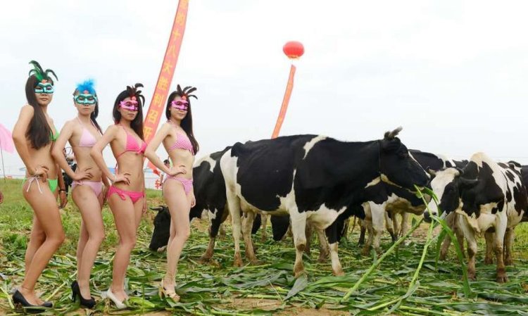 Женщины коровы дойные