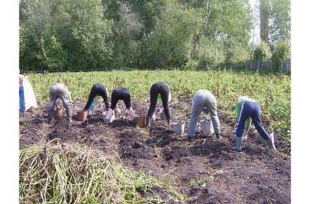 Картошка в огороде