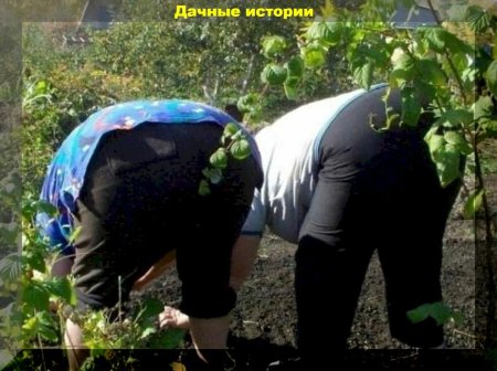 Баба на грядке