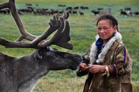 Ханты манси оленеводы