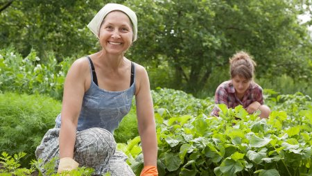 Бабы в огороде