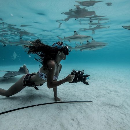 Плавать с акулами