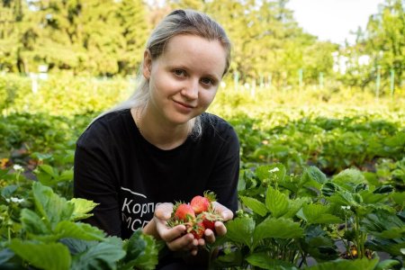 Яблоня земляника