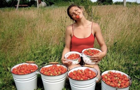 Клубника в тазике