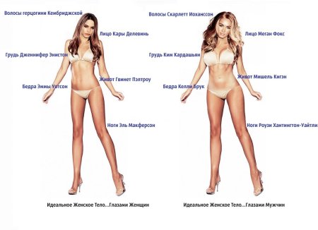 Идеальная фигура глазами мужчин