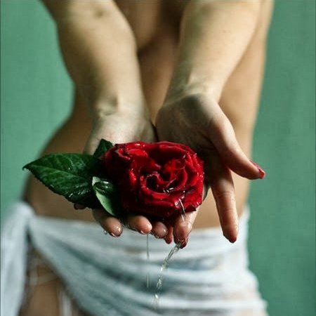 Роза в руке