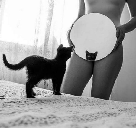 Кот на женской попе