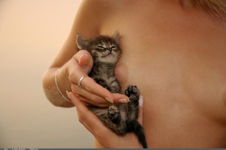 Эротические фото девушек и кошек