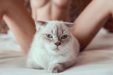 Картинки киски