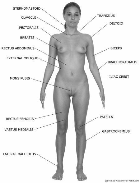 Части тела женщины