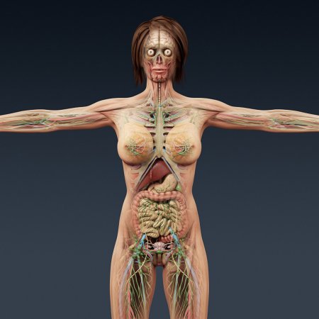 Анатомия женщины