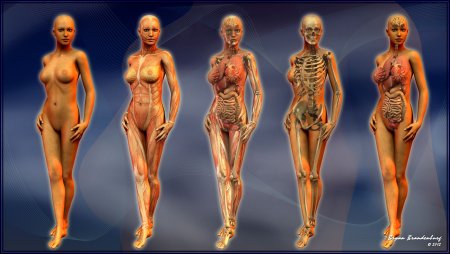 Голая женская анатомия