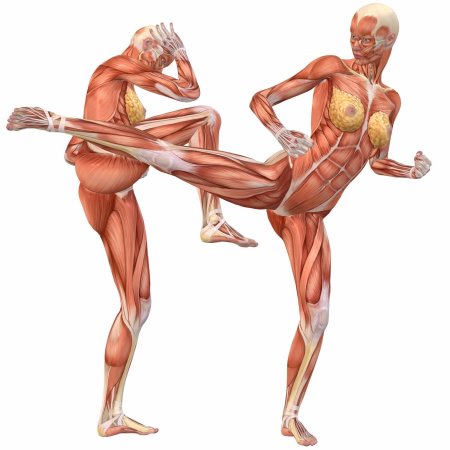 Мышцы женщины