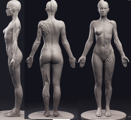 Тело женщины анатомия