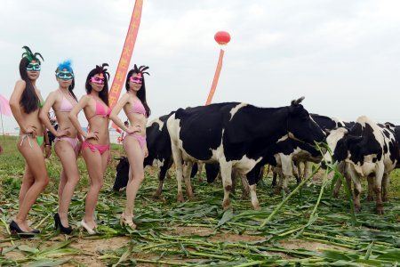 Телка кораоа