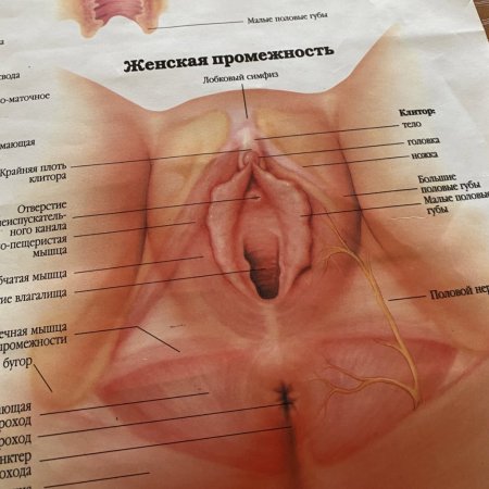 Строение женских.половых органов