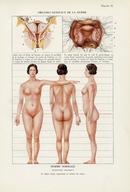 Анатомии человека