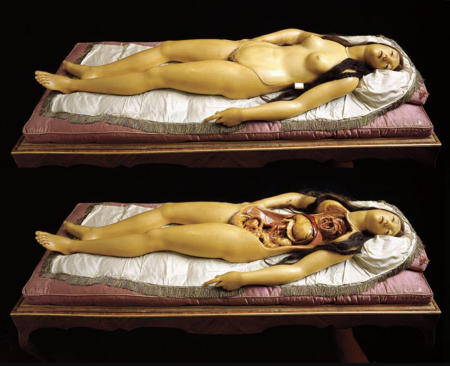 Эротическая анатомия женщины