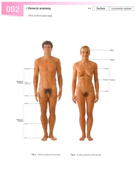 Стройная голая анатомия