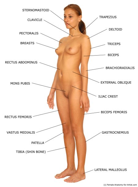 Части тела девушки