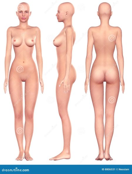 Девушки анатомия Нагота