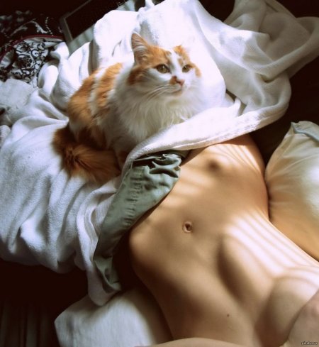 Эротическая фотосессия с кошками