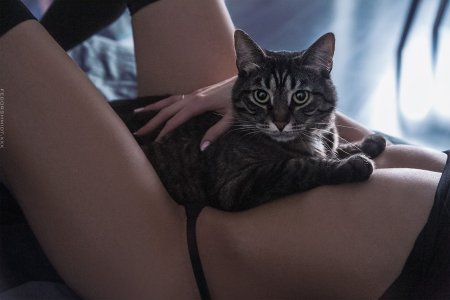 Голые кошки