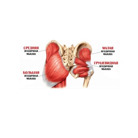 Средняя ягодичная мышца анатомия