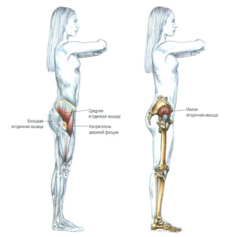 Большая средняя и малая ягодичные мышцы