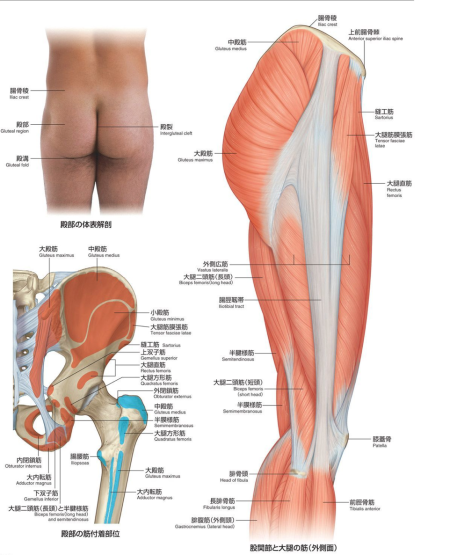 Ягодичная складка анатомия